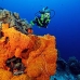 sponge_orange_is_v_0705_png0984_2.jpg